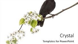  Presentation with branch - Colorful presentation theme enhanced with common blackbird perched backdrop and a white colored foreground