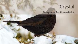  Presentation with wildlife - Amazing slide set having common-blackbird-turdus-merula-young backdrop and a soft green colored foreground
