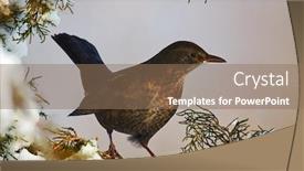  Presentation with wildlife - Beautiful PPT theme featuring common-blackbird-turdus-merula-young backdrop and a coral colored foreground