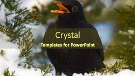  Presentation with young - Presentation theme with common-blackbird-turdus-merula-young background and a tawny brown colored foreground