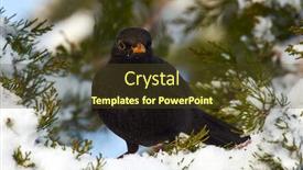  Presentation with wildlife - Slide deck with common-blackbird-turdus-merula-young background and a tawny brown colored foreground