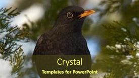  Presentation with quail bird common - Amazing slides having common-blackbird-turdus-merula-young backdrop and a tawny brown colored foreground