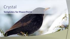  Presentation with wildlife - Audience pleasing theme consisting of common-blackbird-turdus-merula-young backdrop and a sky blue colored foreground