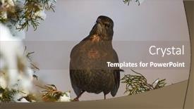  Presentation with quail bird common - Slide deck with common-blackbird-turdus-merula-young background and a violet colored foreground