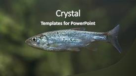  Presentation with wildlife - PPT layouts featuring common bleak alburnus alburnus wildlife background and a dark gray colored foreground