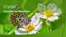  Presentation with butterfly - Presentation enhanced with common-blue-butterfly-on-flowers background and a tawny brown colored foreground