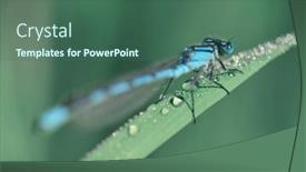  Presentation with blue - Slide deck with common-blue-damselfly-enallagma-cyathigerum background and a ocean colored foreground