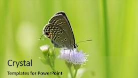  Presentation with butterfly - Amazing slide deck having common blue polyommatus icarus butterfly backdrop and a yellow colored foreground