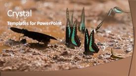  Presentation with mind body soul triangle - Presentation featuring common bluebottle butterfly blue triangle background and a coral colored foreground