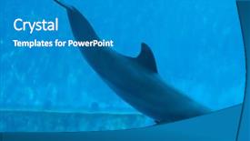  Presentation with dolphin - Theme featuring common bottlenose dolphin tursiops truncatus background and a gray colored foreground