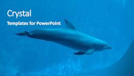  Presentation with dolphin - Audience pleasing presentation theme consisting of common bottlenose dolphin tursiops truncatus backdrop and a gray colored foreground