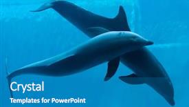  Presentation with animal - Beautiful PPT theme featuring common bottlenose dolphins tursiops truncatus backdrop and a teal colored foreground