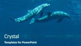  Presentation with animal - Presentation theme enhanced with common bottlenose dolphins tursiops truncatus background and a dark gray colored foreground