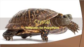  Presentation with turtle - Colorful presentation enhanced with common-box-turtle-isolated backdrop and a tawny brown colored foreground