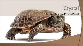  Presentation with turtle - PPT theme having common-box-turtle-isolated background and a coral colored foreground