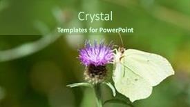  Presentation with thistle - Colorful slides enhanced with common brimstone on purple thistle flower backdrop and a tawny brown colored foreground