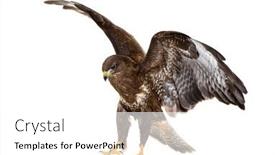  Presentation with spread - Presentation design enhanced with common-buzzard-take-off-wings background and a white colored foreground