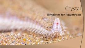  Presentation with red star - Presentation theme enhanced with common-california-sand-star-moves background and a coral colored foreground