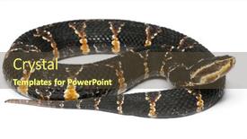  Presentation with mexican - Presentation theme featuring common-cantil-or-mexican-moccasin background and a tawny brown colored foreground