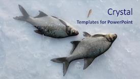  Presentation with fishing - Slide set having ice during ice fishing background and a  colored foreground