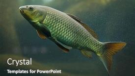  Presentation with freshwater fish - Beautiful slide set featuring common-carp-cyprinus-carpio-freshwater backdrop and a tawny brown colored foreground
