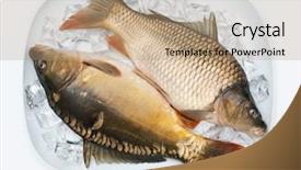  Presentation with ice candy bars - Beautiful presentation design featuring common carp cyprinus carpio backdrop and a coral colored foreground