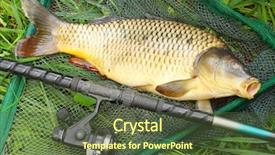  Presentation with net - Colorful presentation design enhanced with common carp cyprinus carpio backdrop and a tawny brown colored foreground