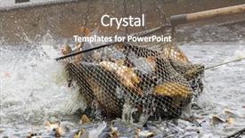  Presentation with fishing net - PPT theme featuring common carp in fish net background and a gray colored foreground