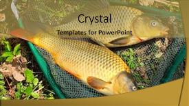  Presentation with fish net - Presentation design featuring common carp in fish net background and a gold colored foreground