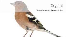  Presentation with frames isolated on white brown - Slides featuring common-chaffinch-isolated-on-white background and a white colored foreground