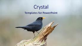  Presentation with common cold cough contagious virus - Beautiful slides featuring pretty girl sitting near the table with cup of coffee and smile to camera backdrop and a tawny brown colored foreground