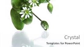  Presentation with media - Audience pleasing presentation theme consisting of common-chickweed-stellaria-media-five backdrop and a white colored foreground