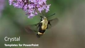  Presentation with moth - Presentation design featuring common-clearwing-sphinx-moth background and a tawny brown colored foreground