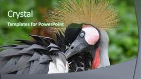  Presentation with crane - Colorful PPT theme enhanced with butler holding metal tray with teamwork concept against concrete background backdrop and a light gray colored foreground