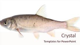  Presentation with eating fish and drink water from pollution oceans - Cool new presentation theme with common dace leuciscus leuciscus is backdrop and a lemonade colored foreground
