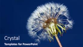  Presentation with dandelion - Beautiful PPT theme featuring common-dandelion-taraxacum-sect-ruderalia backdrop and a navy blue colored foreground
