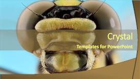  Presentation with dragonfly - Audience pleasing slide set consisting of common darter dragonfly sympetrum striolatum backdrop and a tawny brown colored foreground