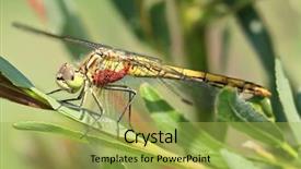  Presentation with dragonfly - Presentation design featuring common darter dragonfly sympetrum striolatum background and a yellow colored foreground