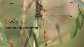  Presentation with dragonfly - Presentation featuring common darter dragonfly sympetrum striolatum background and a coral colored foreground