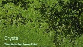  Presentation with frame - PPT theme featuring common duckweed lemna minor full background and a tawny brown colored foreground