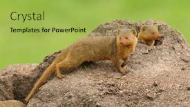  Presentation with termite - PPT theme with common-dwarf-mongoose-helogale-parvula background and a yellow colored foreground