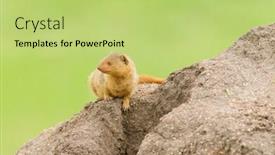  Presentation with termite - Colorful slides enhanced with common-dwarf-mongoose-helogale-parvula backdrop and a yellow colored foreground