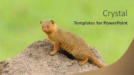  Presentation with termite - Beautiful presentation design featuring common-dwarf-mongoose-helogale-parvula backdrop and a yellow colored foreground