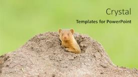  Presentation with termite - PPT theme with common-dwarf-mongoose-helogale-parvula background and a yellow colored foreground