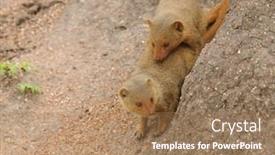  Presentation with termite - Colorful slide set enhanced with common-dwarf-mongoose-helogale-parvula backdrop and a coral colored foreground