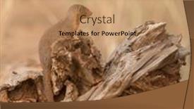  Presentation with termite - Colorful slide deck enhanced with common-dwarf-mongoose-lkiving backdrop and a coral colored foreground