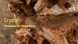  Presentation with termite - Theme having common-dwarf-mongoose-lkiving background and a tawny brown colored foreground