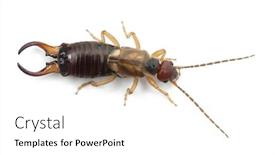 Presentation with european union single market - Presentation theme having common-earwig-or-european-earwig background and a white colored foreground