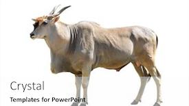  Presentation with savannah - Amazing PPT theme having common-eland-antelope-taurotragus-oryx backdrop and a white colored foreground