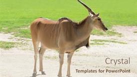  Presentation with savannah - Slide set with common-eland-antelope-taurotragus-oryx background and a lemonade colored foreground